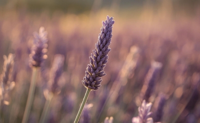 Lavender Fleuressence